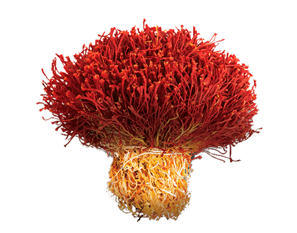 دسته زعفران خرید از بهمنان